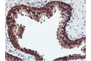 Image no. 1 for anti-Arginyl Aminopeptidase (Aminopeptidase B) (RNPEP) antibody (ABIN1500729) (RNPEP Antikörper)