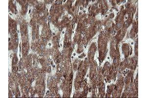 Image no. 1 for anti-Trafficking Protein Particle Complex 4 (TRAPPC4) antibody (ABIN1501265) (TRAPPC4 Antikörper)