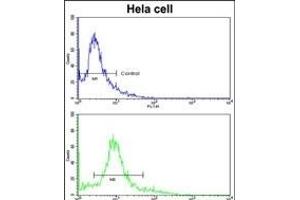 Flow cytometric analysis of hela cells using ACTR3 Antibody (C-term)(bottom histogram) compared to a negative control cell (top histogram). (ACTR3 Antikörper  (C-Term))