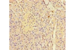 Immunohistochemistry of paraffin-embedded human pancreatic tissue using ABIN7154182 at dilution of 1:100 (GNMT Antikörper  (AA 2-295))