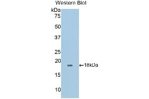 Western Blotting (WB) image for anti-CD40 Ligand (CD40LG) (AA 111-261) antibody (ABIN3209271) (CD40 Ligand Antikörper  (AA 111-261))