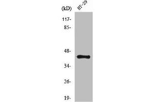 Western Blot analysis of HT29 cells using NPY2-R Polyclonal Antibody (NPY2R Antikörper  (N-Term))