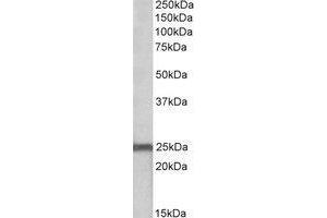 AP21287PU-N NDUFS8 antibody staining of Mouse Heart lysate at 0. (NDUFS8 Antikörper  (Internal Region))