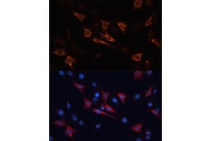 Immunofluorescence analysis of C6 cells using HSP70/HSP Polyclonal Antibody (2948) at dilution of 1:100 (40x lens). (HSP70 1A Antikörper  (AA 500-600))