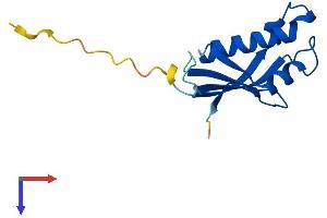RPL31 Protein (AA 1-125) (His tag)