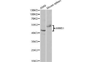 Western blot analysis of extracts of various cell lines, using ARRB1 antibody. (beta Arrestin 1 Antikörper)