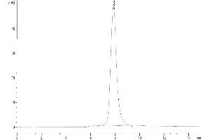 Size-exclusion chromatography-High Pressure Liquid Chromatography (SEC-HPLC) image for Fc Fragment of IgG, Low Affinity IIa, Receptor (CD32) (FCGR2A) (AA 36-218) protein (His-Avi Tag) (ABIN7274283)