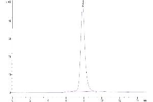 The purity of Human Fc gamma RIIA/CD32a (H167) is greater than 95 % as determined by SEC-HPLC.
