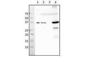 Western Blotting (WB) image for anti-RecA (full length) antibody (ABIN2451965) (RecA (full length) Antikörper)
