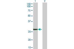 Western Blot analysis of TP53TG1 expression in transfected 293T cell line by TP53TG1 MaxPab polyclonal antibody.