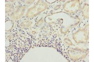 Immunohistochemistry of paraffin-embedded human kidney tissue using ABIN7165217 at dilution of 1:100 (CNIH4 Antikörper  (AA 78-117))