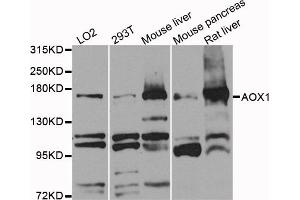 Western blot analysis of extracts of various cell lines, using AOX1 antibody (ABIN5971856) at 1/1000 dilution. (AOX1 Antikörper)