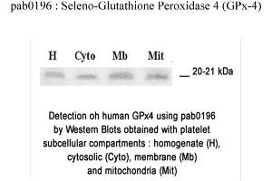 Image no. 1 for anti-Glutathione Peroxidase 4 (GPX4) (N-Term) antibody (ABIN347063) (GPX4 Antikörper  (N-Term))