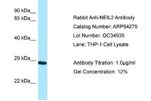 Western Blotting (WB) image for anti-Endonuclease 8-like 2 (NEIL2) (N-Term) antibody (ABIN2789787) (NEIL2 Antikörper  (N-Term))