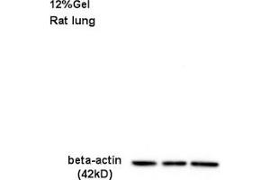 Rat lung lysate 30ug, probed (ABIN724340) at 1:200 overnight in 4 °C. (beta Actin Antikörper  (AA 1-50))