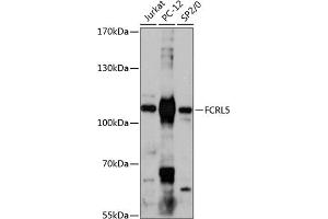 Western blot analysis of extracts of various cell lines, using FCRL5 antibody (ABIN6131547, ABIN6140565, ABIN6140566 and ABIN6217927) at 1:3000 dilution. (FCRL5 Antikörper  (AA 16-190))