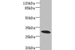 Western blot All lanes: PDCL2 antibody at 4 μg/mL + Rat gonadal tissue Secondary Goat polyclonal to rabbit IgG at 1/10000 dilution Predicted band size: 29 kDa Observed band size: 29 kDa (PDCL2 Antikörper  (AA 1-241))