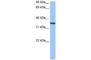 WB Suggested Anti-HNRNPA2B1  Antibody Titration: 0. (HNRNPA2B1 Antikörper  (N-Term))