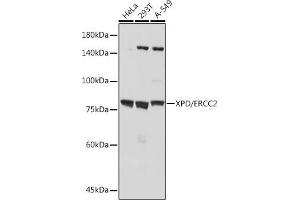 Western blot analysis of extracts of various cell lines, using XPD/ERCC2 antibody (ABIN7267057) at 1:1000 dilution. (ERCC2 Antikörper)