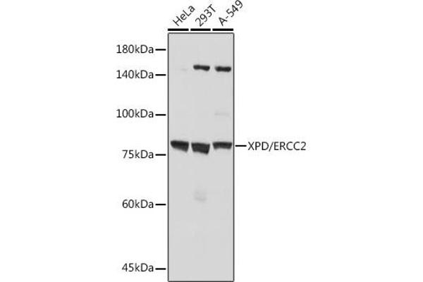 ERCC2 anticorps