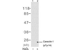 Western blot analysis of extracts from 3T3 cells untreated(lane 1) or treated with H2O2(lane 2) using Caveolin-1(Phospho-Tyr14) Antibody. (Caveolin-1 Antikörper  (pTyr14))