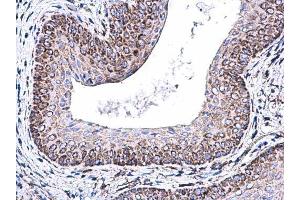 IHC-P Image COX5A antibody [N1C3] detects COX5A protein at mitochondria on mouse cervix by immunohistochemical analysis. (COX5A Antikörper  (Center))