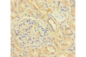 Immunohistochemistry of paraffin-embedded human kidney tissue using ABIN7153143 at dilution of 1:100 (CX3CL1 Antikörper  (AA 25-100))
