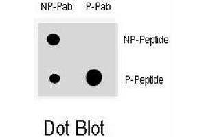 Dot blot analysis of CDKN1A (phospho T145) polyclonal antibody  on nitrocellulose membrane.