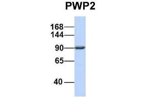 Host:  Rabbit  Target Name:  PWP2  Sample Type:  721_B  Antibody Dilution:  1. (PWP2 Antikörper  (Middle Region))