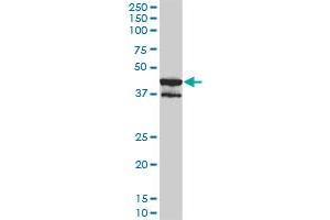 Western Blotting (WB) image for anti-Mitogen-Activated Protein Kinase 13 (MAPK13) (AA 1-365) antibody (ABIN562419)
