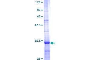 Prostaglandin E Synthase Protein (PTGES) (AA 100-152) (GST tag)