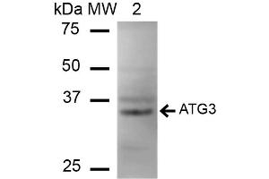 Western blot analysis of Human HeLa cell lysates showing detection of ~35. (ATG3 Antikörper  (PerCP))