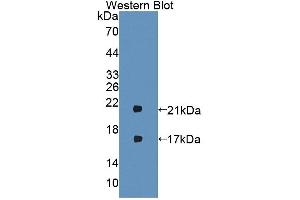 Western blot analysis of the recombinant protein. (IFNB1 Antikörper  (AA 23-169))
