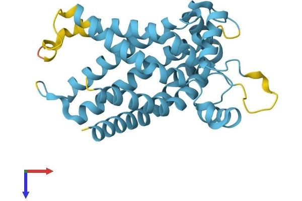 SLC25A45 Protein (AA 1-288) (His tag)