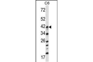 Western blot analysis in C6 cell line lysates (35ug/lane).