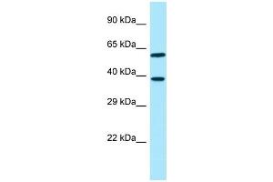 WB Suggested Anti-EIF3I Antibody Titration: 1. (EIF3I Antikörper  (Middle Region))
