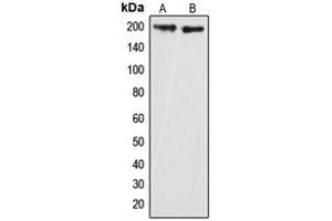 Western blot analysis of GRLF1 (pY1087) expression in HeLa (A), mouse brain (B) whole cell lysates. (GRLF1 Antikörper  (pTyr1087))