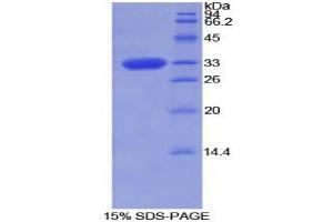 SDS-PAGE analysis of Rat Torsin 2A Protein. (TOR2A Protein)