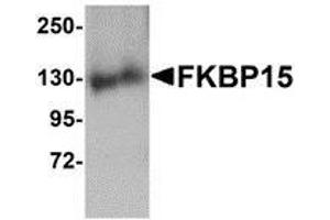 Western blot analysis of FKBP15 in 3T3 cell lysate with AP30338PU-N FKBP15 antibody at 1 μg/ml. (FKBP15 Antikörper  (N-Term))