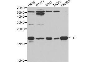 Western blot analysis of extracts of various cell lines, using FTL antibody (ABIN5970889) at 1/1000 dilution. (FTL Antikörper)