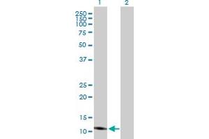 Western Blot analysis of ISCA2 expression in transfected 293T cell line by ISCA2 MaxPab polyclonal antibody.