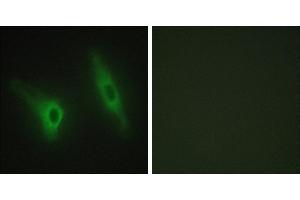 Peptide - +Immunofluorescence analysis of HeLa cells, using CKI-ε antibody. (CK1 epsilon Antikörper)