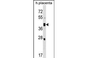 SMOC2 Antibody (C-term) (ABIN1537283 and ABIN2849071) western blot analysis in human placenta tissue lysates (35 μg/lane). (SMOC2 Antikörper  (C-Term))