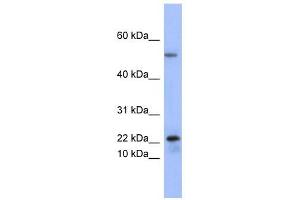 PLA2G5 antibody used at 1 ug/ml to detect target protein. (PLA2G5 Antikörper  (Middle Region))