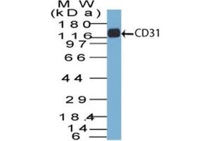 Western Blot of CD31 in THP-1 lysate using CD31 Mouse Monoclonal Antibody (C31. (CD31 Antikörper)