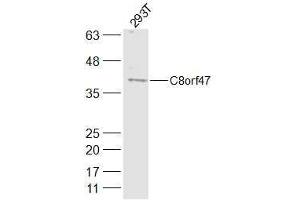 293T lysates probed with C8orf47 Polyclonal Antibody, Unconjugated  at 1:300 dilution and 4˚C overnight incubation. (C8orf47 Antikörper  (AA 1-100))