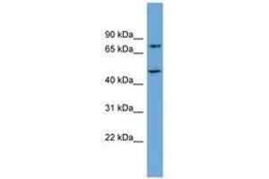 Image no. 1 for anti-Angiogenic Factor with G Patch and FHA Domains 1 (AGGF1) (AA 575-624) antibody (ABIN6745135)