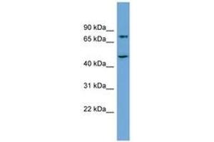 Image no. 1 for anti-Angiogenic Factor with G Patch and FHA Domains 1 (AGGF1) (AA 575-624) antibody (ABIN6745135) (AGGF1 Antikörper  (AA 575-624))