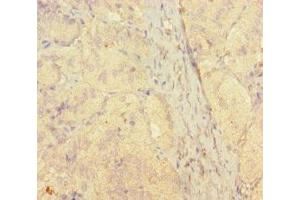 Immunohistochemistry of paraffin-embedded human adrenal gland tissue using ABIN7170686 at dilution of 1:100 (STAMBP Antikörper  (AA 1-424))