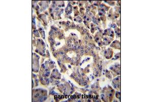 SPNS3 Antibody (C-term) (ABIN656612 and ABIN2845867) immunohistochemistry analysis in formalin fixed and paraffin embedded human pancreas tissue followed by peroxidase conjugation of the secondary antibody and DAB staining. (SPNS3 Antikörper  (C-Term))